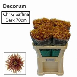 İthal Chrysanthemum G Saffina Dark (10 dal-70cm)