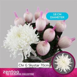  İthal Chrysanthemum G Skystar (10 dal-70cm)