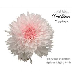  İthal Chrysanthemum G Spider Light Pink 10 dal-70cm)