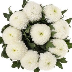  İthal Chrysanthemum G Superbowl (10 dal-70cm)