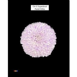  İthal Chrysanthemum G Superbowl Milka Pastel (10 dal-70cm)
