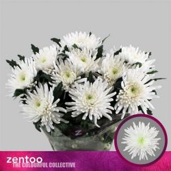  İthal Chrysanthemum G Topspin  (10 dal-70 cm)