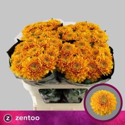  İthal Chrysanthemum G Williem Orange (10 dal-70cm)