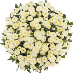  İthal Chrysanthemum S Aaa Hachi (Santini-25 dal-55cm)