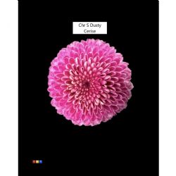  İthal Chrysanthemum S Dusty Cerise (Santini-25 dal-55cm)