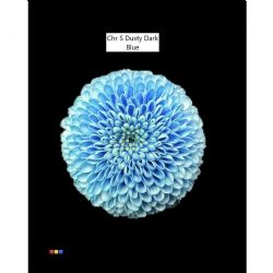  İthal Chrysanthemum S Dusty Dark Blue (Santini-25 dal-55cm)