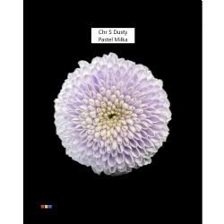  İthal Chrysanthemum S Dusty Pastel Milka (Santini-25 dal-55cm)