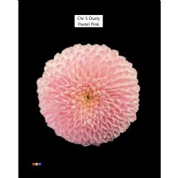  İthal Chrysanthemum S Dusty Pastel Pink (Santini-25 dal-55cm)