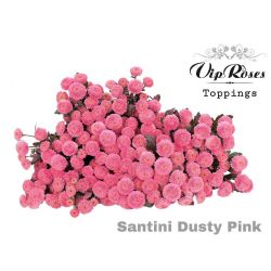  İthal Chrysanthemum S Dusty Pink (Santini-25 dal-55cm)