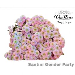  İthal Chrysanthemum S Gender Party (Santini-25 dal-55cm)
