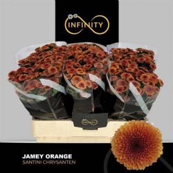  İthal Chrysanthemum S Jamey Orange (Santini-25 dal-55cm)