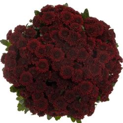  İthal Chrysanthemum S Jinda Red (Santini-25 dal-55cm)