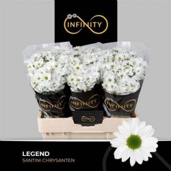  İthal Chrysanthemum S Legend (25 dal-55cm)