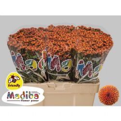  İthal Chrysanthemum S Mad Bron Baylo (25 dal-55cm)