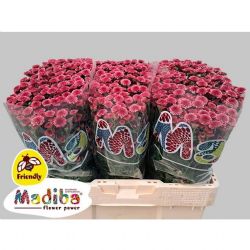  İthal Chrysanthemum S Mad Cher Tyolo (Santini-25 dal-55cm)