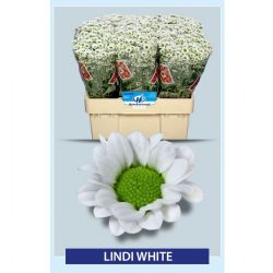  İthal Chrysanthemum S Mad Lindi White (Santini-25 dal-55cm)