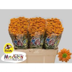  İthal Chrysanthemum S Mad Ovada Oran (25 dal-55cm)