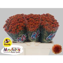  İthal Chrysanthemum S Oran Tyolo (25 dal-55cm)