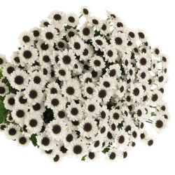  İthal Chrysanthemum S Yin Yang (Santini-25 dal-52cm)