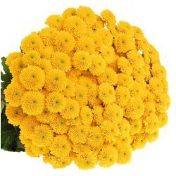  İthal Chrysanthemum San Aurinko (Santini Biçme- 25 dal-55cm)