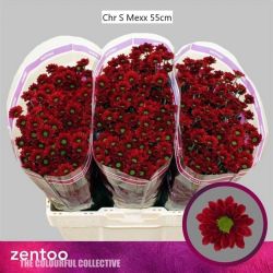  İthal Chrysanthemum San Mexx (25 dal-55cm)