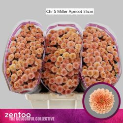  İthal Chrysanthemum San Miller Apricot (Santini Biçme- 25 dal-55cm)
