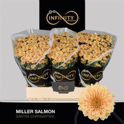  İthal Chrysanthemum San Miller Salmon (Santini- 25 dal-55cm)