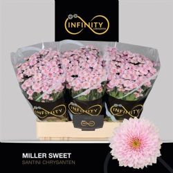  İthal Chrysanthemum San Miller Sweet (Santini Biçme- 25 dal-55cm)