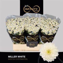  İthal Chrysanthemum San Miller White (Santini Biçme- 25 dal-55cm)