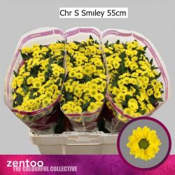  İthal Chrysanthemum San Smiley (25 dal-55cm)