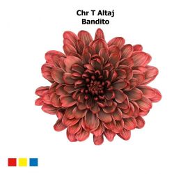  İthal Chrysanthemum T Altaj Bandito (Biçme-5 dal-70cm)