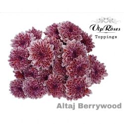  İthal Chrysanthemum T Altaj Berrywood (Biçme-5 dal-70cm)