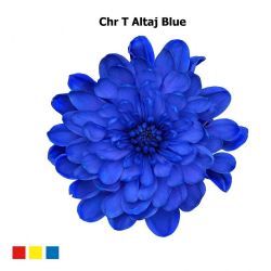  İthal Chrysanthemum T Altaj Blue (Biçme-5 dal-70cm)