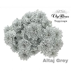  İthal Chrysanthemum T Altaj Grey (Biçme-5 dal-70cm)