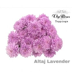  İthal Chrysanthemum T Altaj Lavender (Biçme-5 dal-70cm)