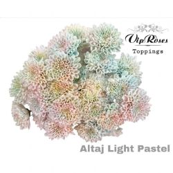 İthal Chrysanthemum T Altaj Light Pastel (Biçme-5 dal-70cm)