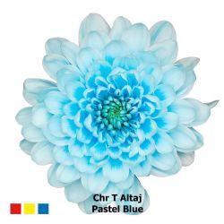 İthal Chrysanthemum T Altaj Pastel Blue (Biçme-5 dal-70cm)