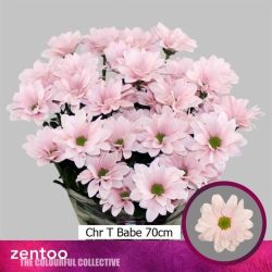  İthal Chrysanthemum T Babe (Biçme-5 dal-70cm)