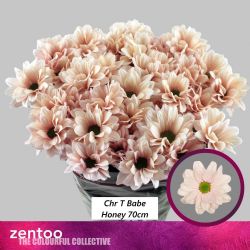  İthal Chrysanthemum T Babe Honey (Biçme-5 dal-70cm)
