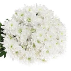  İthal Chrysanthemum T Baltica (Biçme-5 dal-70cm)