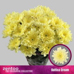  İthal Chrysanthemum T Baltica Cream (Biçme-5 dal-70cm)