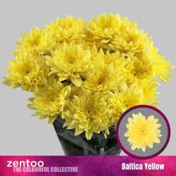  İthal Chrysanthemum T Baltica Yellow (Biçme-5 dal-70cm)