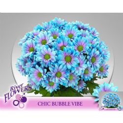  İthal Chrysanthemum T Bubble Vibe (Biçme-5 dal-70cm)