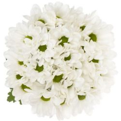  İthal Chrysanthemum T Chic (5 dal-70cm)