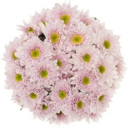  İthal Chrysanthemum T Commander Pink (Biçme-5 dal-70cm)