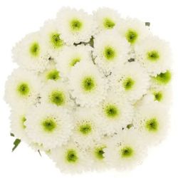 İthal Chrysanthemum T Daydream (5 dal-70cm)