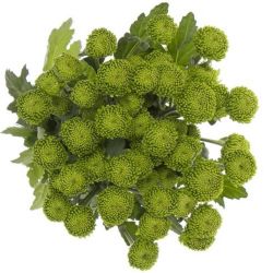  İthal Chrysanthemum T Deligreen (Biçme-5 dal-70cm)