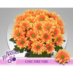  İthal Chrysanthemum T Fire Vibe (Biçme-5 dal-70cm)