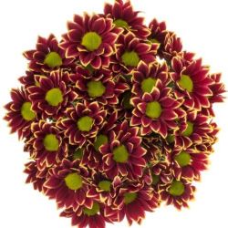  İthal Chrysanthemum T Haydar  Yellow (Biçme-5 dal-70cm)