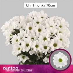  İthal Chrysanthemum T İlonka (5 dal-70cm)